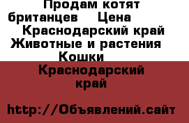 Продам котят британцев  › Цена ­ 1 500 - Краснодарский край Животные и растения » Кошки   . Краснодарский край